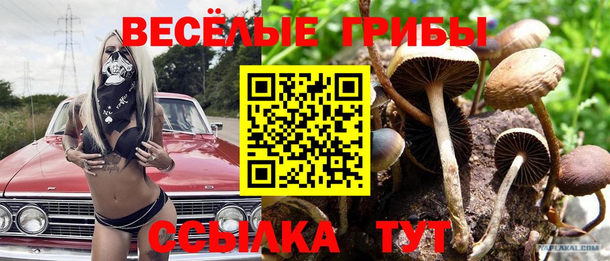 Галлюциногенные грибы Psilocybine cubensis Тутаев