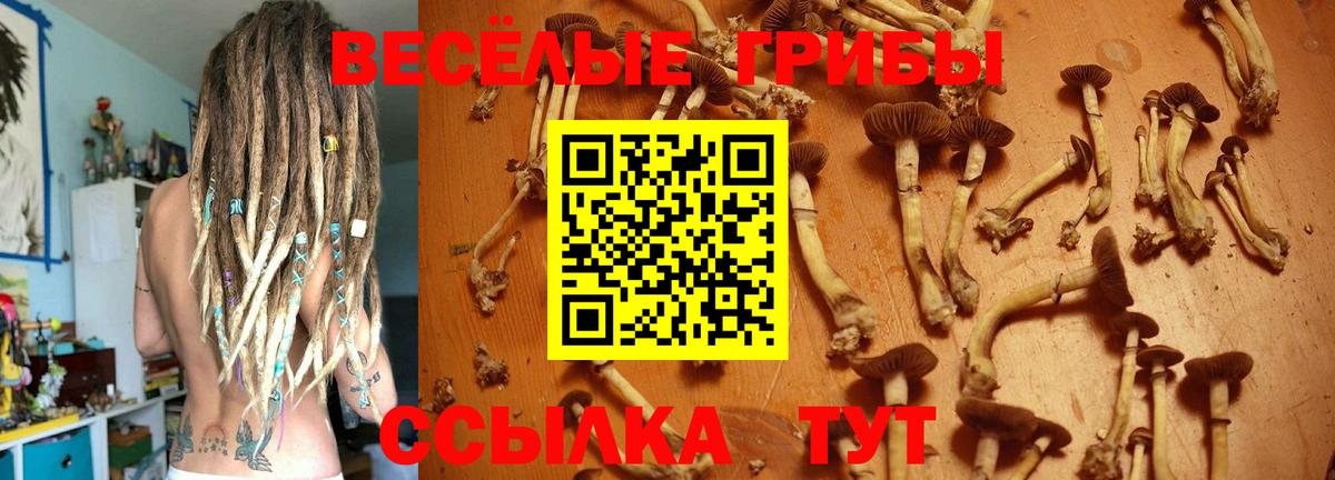 Галлюциногенные грибы Psilocybine cubensis Тутаев